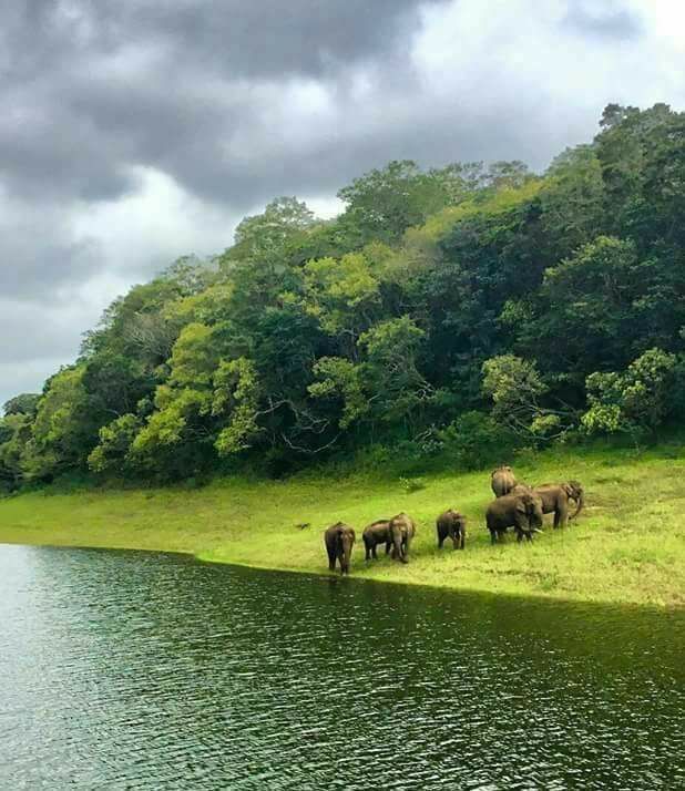 Wayanad Wildlife Sanctuary – home to elephants, tigers and rich biodiversity